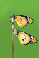 Amazing moment ,Monarch butterfly emerging from its chrysalis