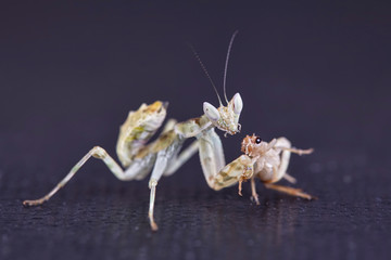 Mantis Creobroter gemmatus fertilized female