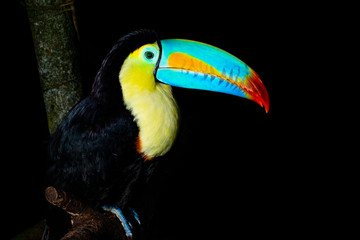Tucan
