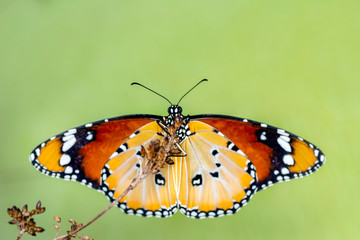 Closeup   beautiful butterfly sitting on flower