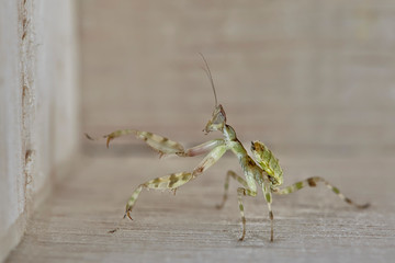 Mantis Creobroter gemmatus fertilized female