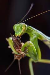 Close-up of a European praying Mantis Mantis religiosa