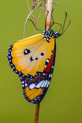 Closeup   beautiful butterfly sitting on flower
