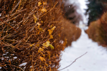 winter city park landscape