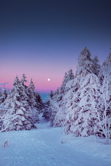 Fototapeta na wymiar Colorful and beautiful night twilight winter season nature landscape with snowy trees with full moon rising in the background. Harz Mountains National Park in Germany
