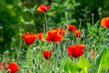 Beautiful Flowers - Stock Image