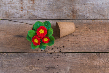 Primrose Primula Vulgaris, red and yellow garden flowers, potted, rustic wooden background, spring postcard concept