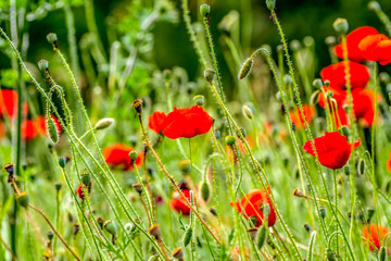 Obraz premium Beautiful Flowers - Stock Image