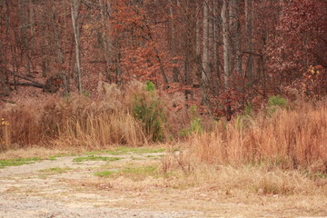 tall grass in woods