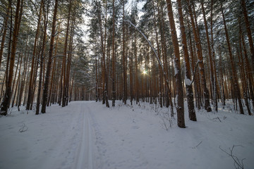 Fototapeta premium Ski track in the winter pine forest