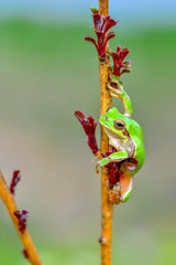 Beautiful Europaean Tree frog Hyla arborea - Stock Image