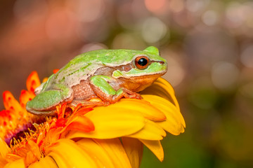 Beautiful Europaean Tree frog Hyla arborea - Stock Image