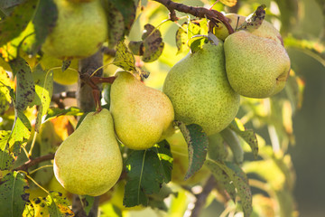 Pear trees hanging from the tree branch to the Pear Garden