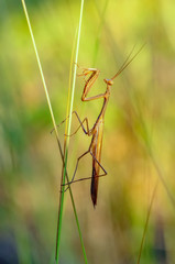 Close up of pair of Beautiful European mantis ( Mantis religiosa )