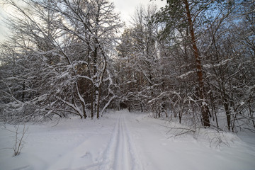 Ski track in the winter forest, frosty day.