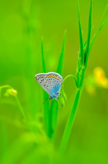 Closeup   beautiful butterfly sitting on flower