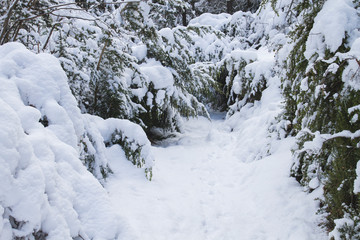 Fototapeta na wymiar Vegetation covered of snow