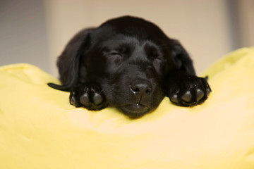 Baby Labrador Retriever dog sleeps on a yellow pillow.