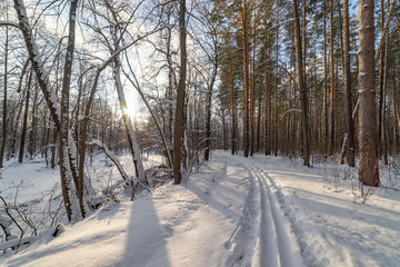 Obraz premium Landscape in the winter forest, ski track and the sun and frost.