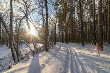 Ski road in the winter frosty forest.