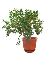 Money Tree. Home plant of Crassula on a white isolated background.