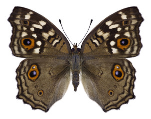 Obraz premium Butterfly Junonia lemonias on a white background