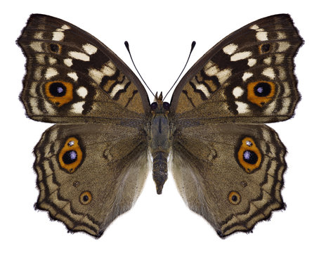 Butterfly Junonia lemonias on a white background