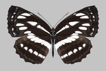 Obraz premium Butterfly Neptis hylas on a gray background