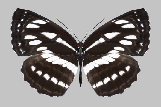 Butterfly Neptis hylas on a gray background