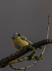 Yellow chickadee bird on apricot tree in winter cold sunny day