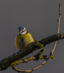 Yellow chickadee bird on apricot tree in winter cold sunny day