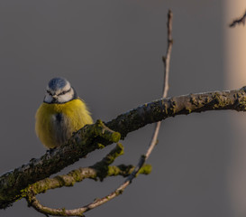 Yellow chickadee bird on apricot tree in winter cold sunny day