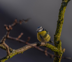 Yellow chickadee bird on apricot tree in winter cold sunny day