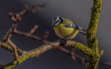 Yellow chickadee bird on apricot tree in winter cold sunny day