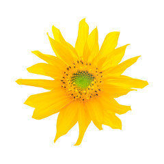 Sunflower on white background