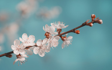 Beautiful white flowers of apple trees in spring on a blue sky background, macro. Floral background, artistic image.
