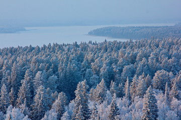  Forest lake and trees covered with snow at sunset