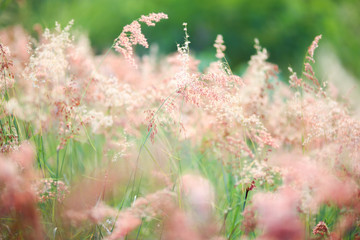 Vintage photo of flowers grass blurred on sunset, spring or summer concept