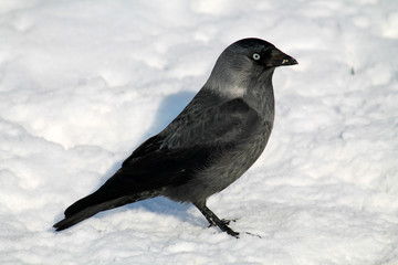 Western jackdaw or Coloeus monedula (syn. Corvus monedula) in winter, Belarus