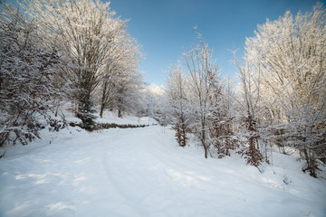 Fototapeta na wymiar Forest in the snow season