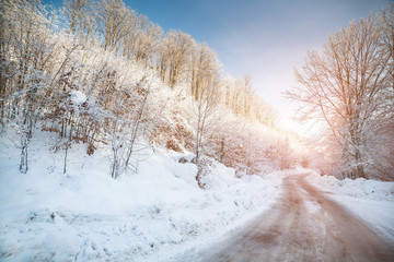 Obraz na płótnie Canvas Forest in the snow season