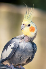 cockatiel