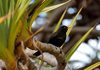 Blackbird on a palm branch