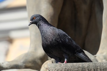 pigeon in the roof top in Europe