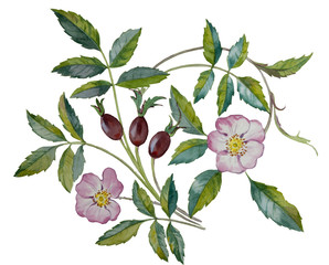 Watercolor set of rose hip flowers and leaves, hand drawn floral illustration isolated on a white background