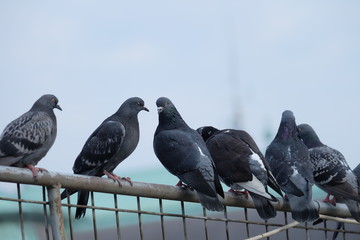 Homing Pigeons and the dove standing together on the bench