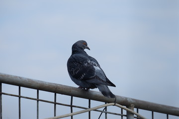 pigeons on fence