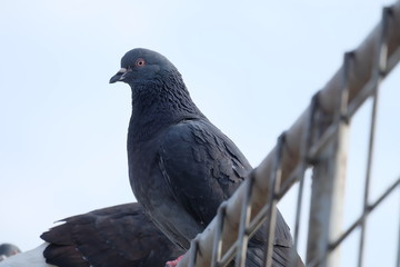 pigeon standing on the roof alone