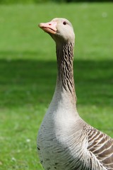goose on green grass