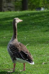 goose on green grass